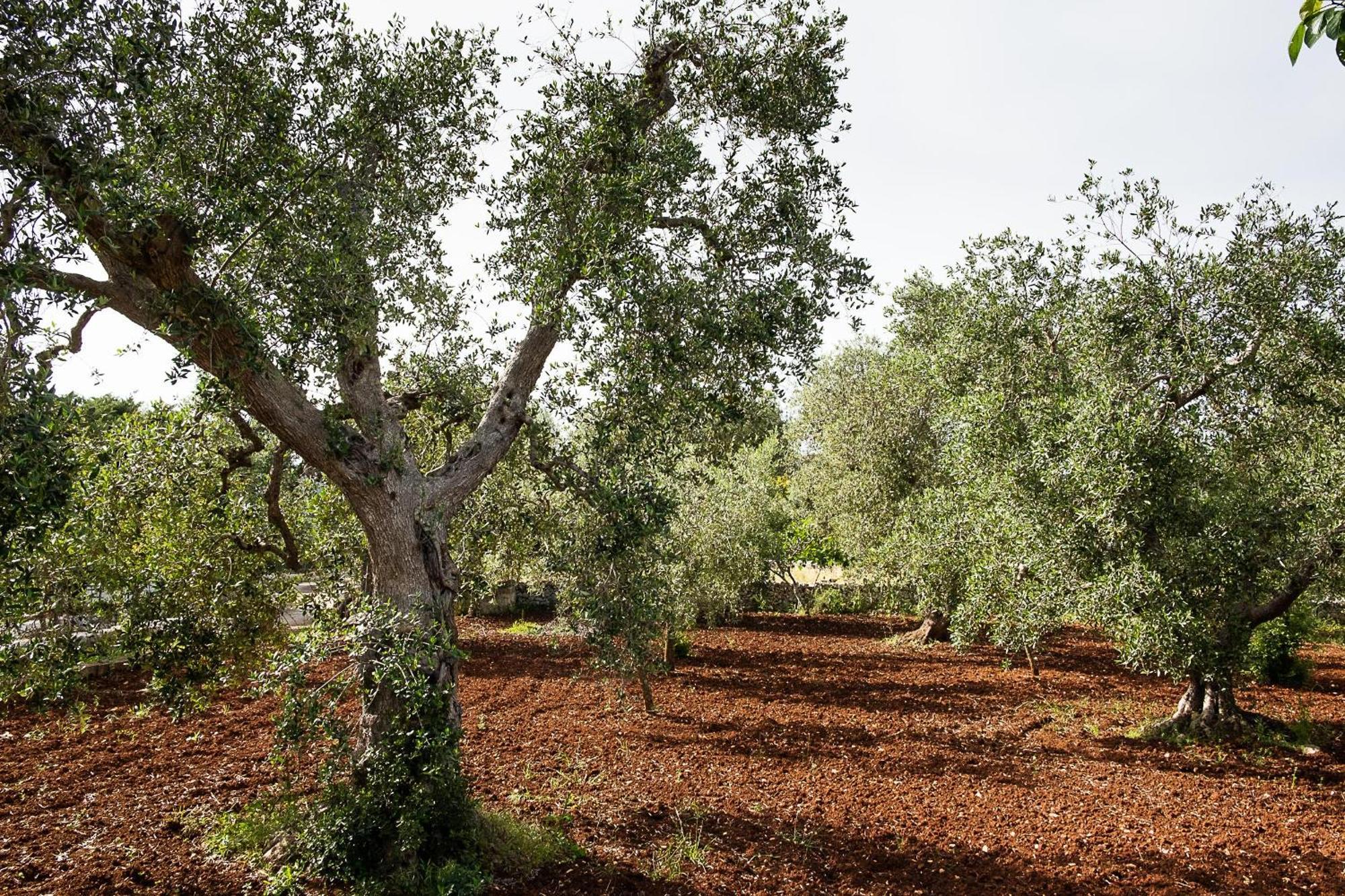 Villetta Da Zio Marcello Ostuni Luaran gambar